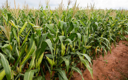 Maize