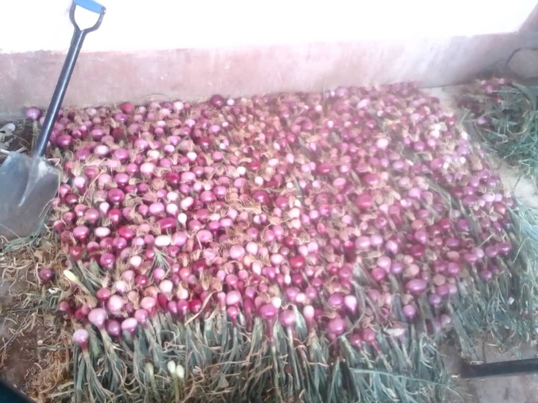 Onions