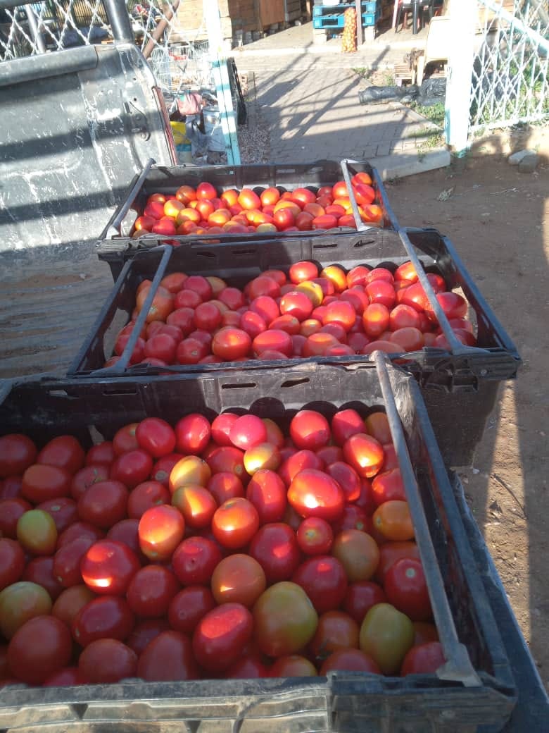 Tomatoes
