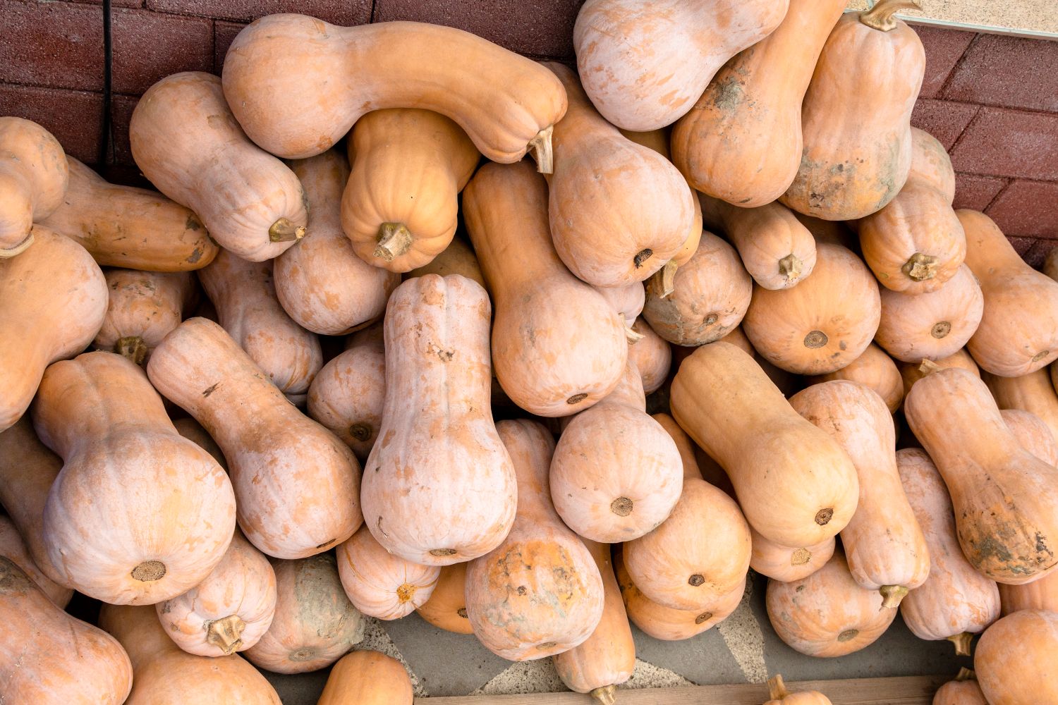Butternut