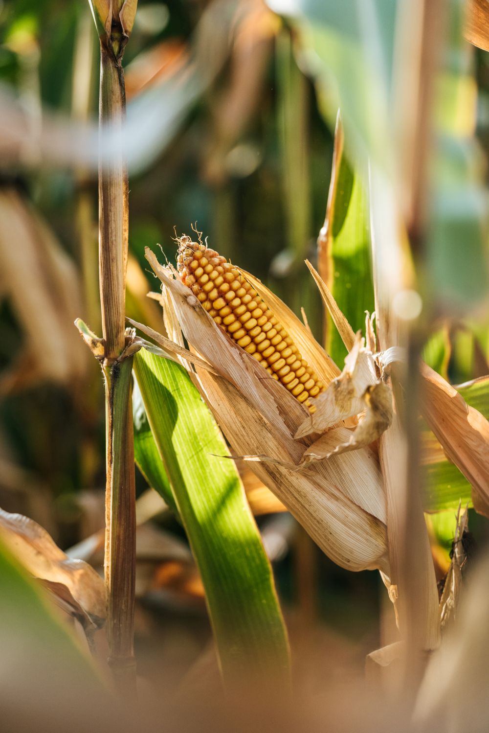 Maize